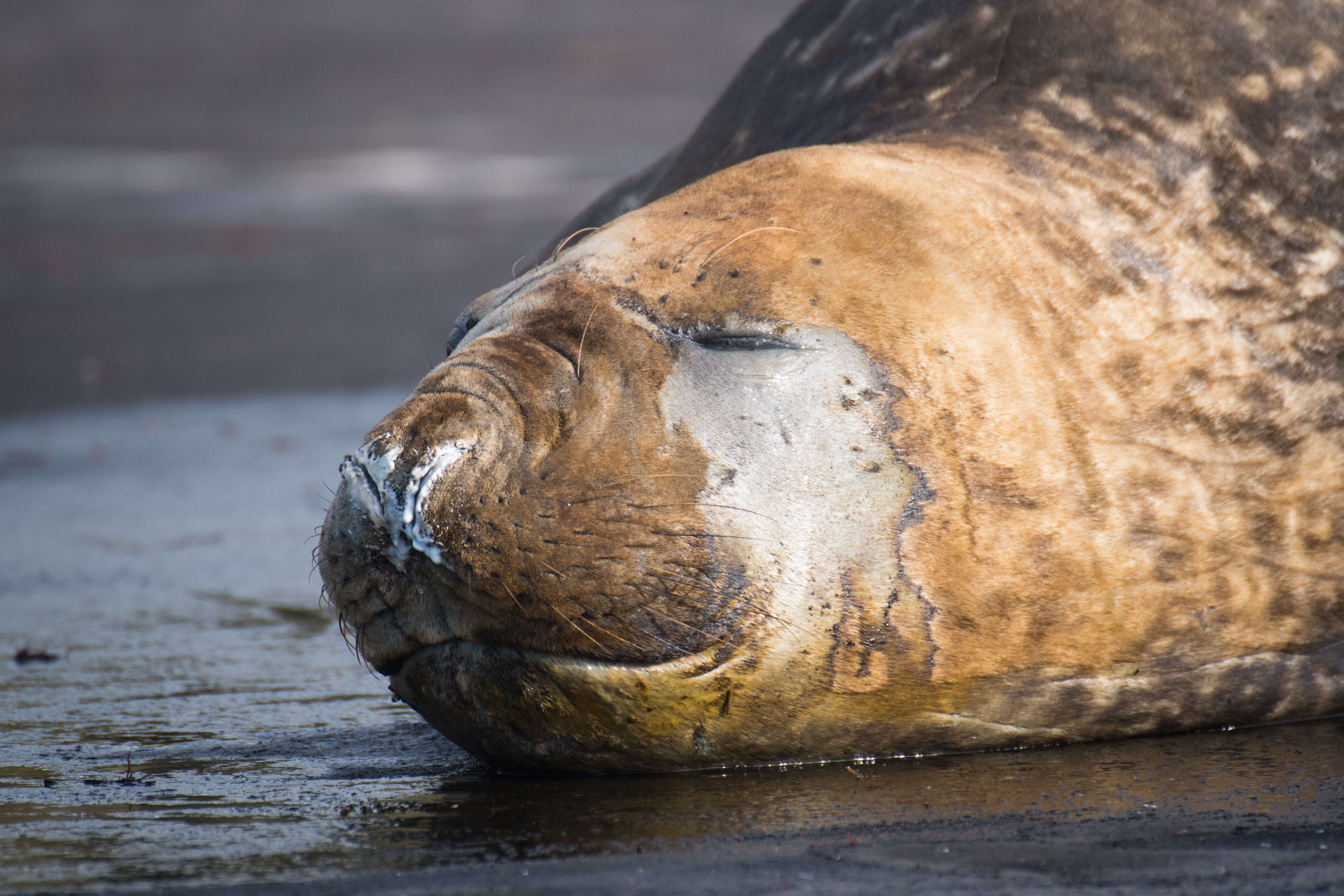 Image of South Atlantic Elephant-seal