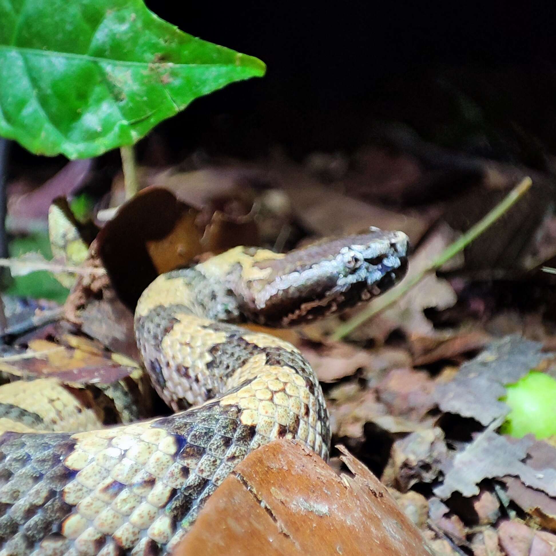 Image of Chinese Mountain Pit Viper