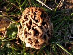 Image of Morchella vulgaris