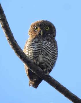 Image of Jungle Owlet