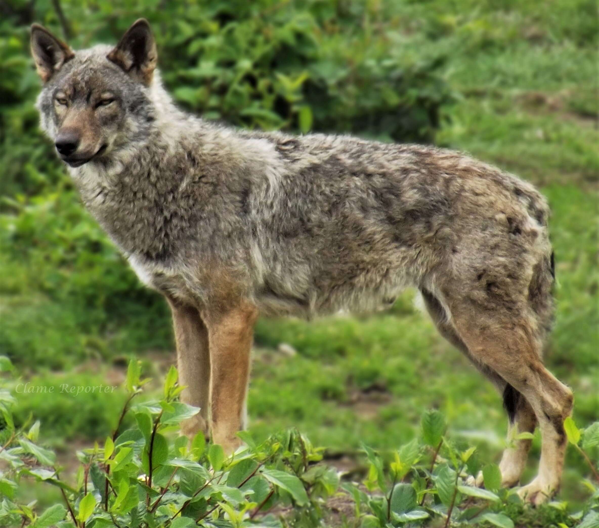 Image of Canis lupus italicus