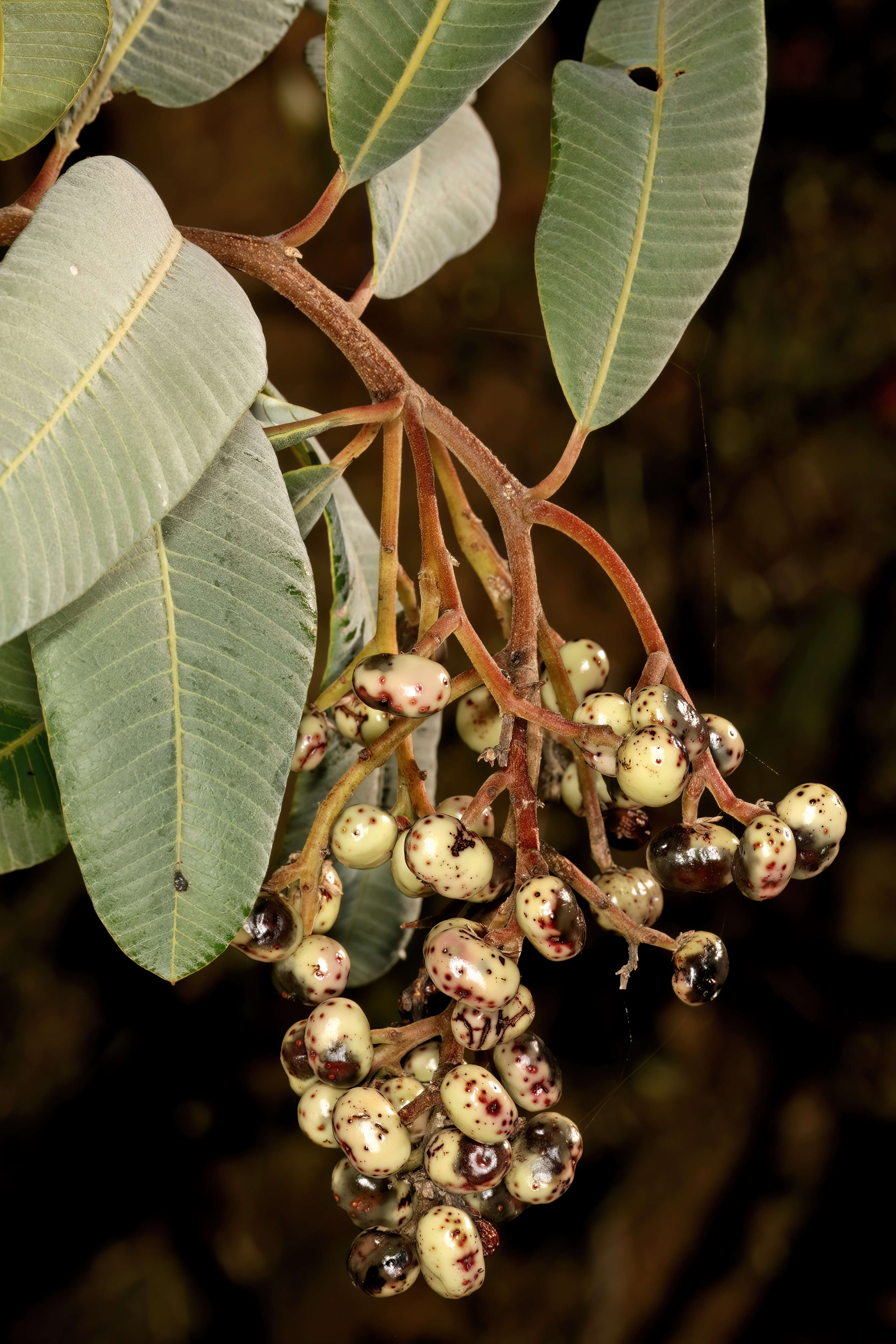 Image de Ozoroa paniculosa (Sond.) R. & A. Fernandes