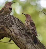 Image of Northern Flicker