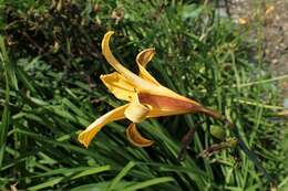 Image of Dumortier's daylily