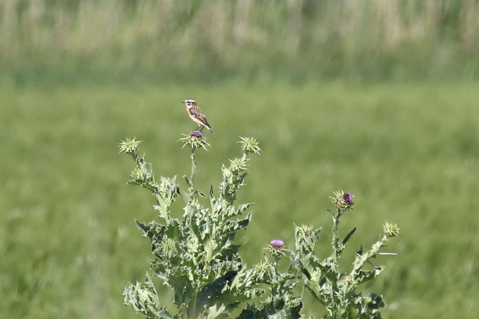 Image of Whinchat