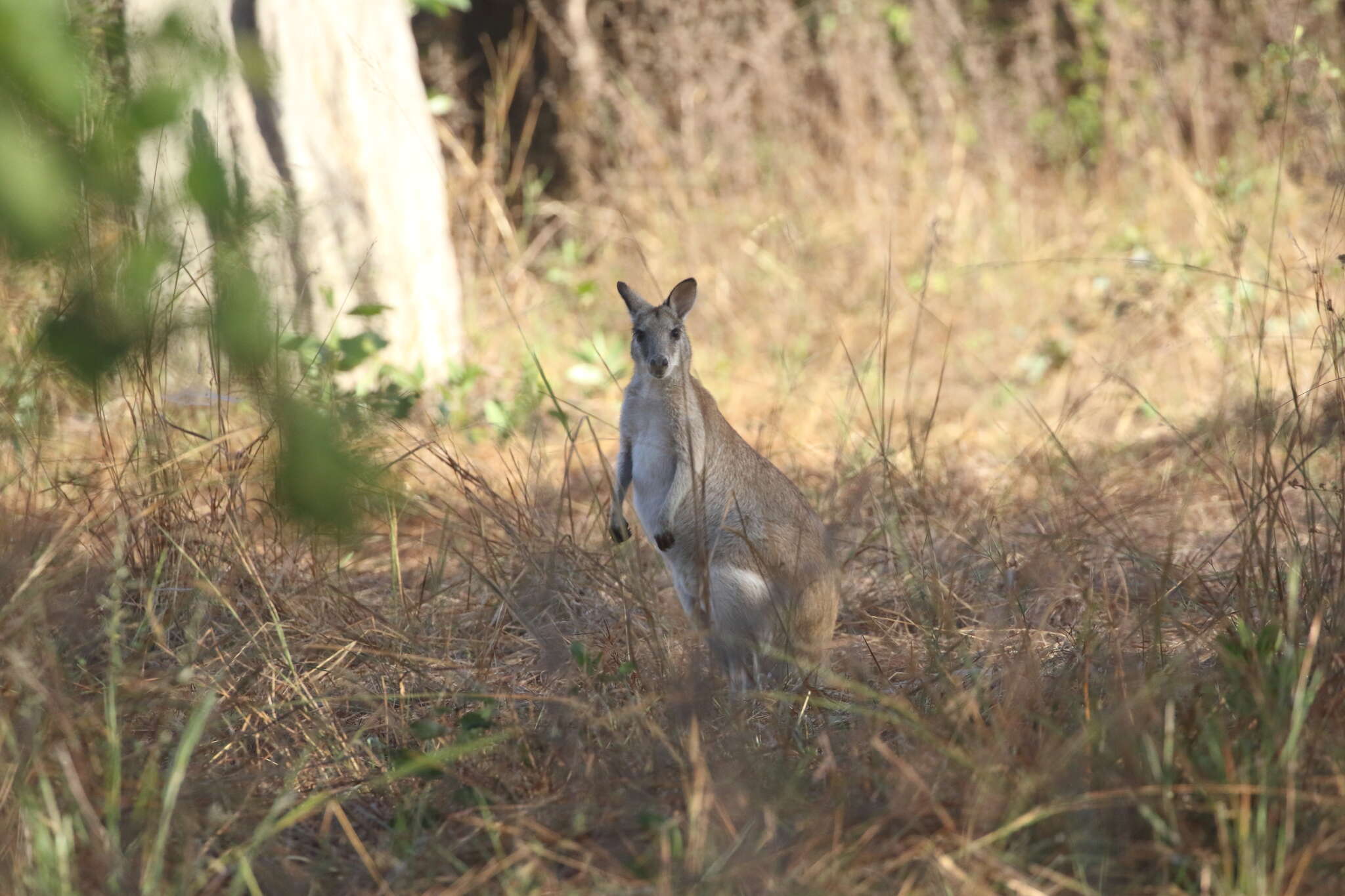 Image of Agile Wallaby