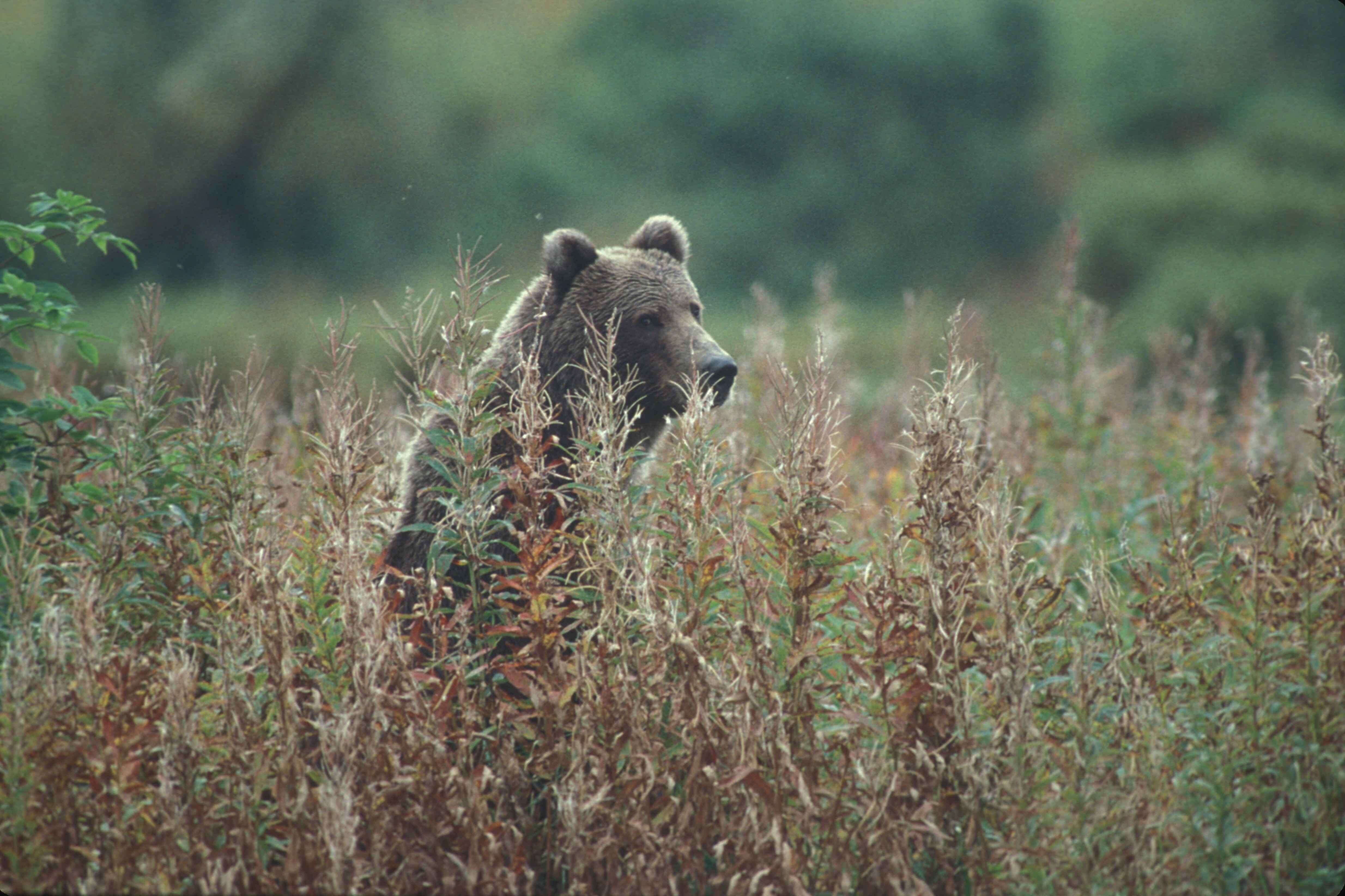 Image of Ursus arctos middendorffi Merriam 1896