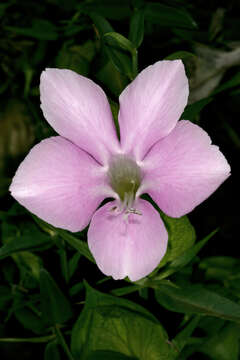 Image of Barleria greenii M. J. & K. Balkwill