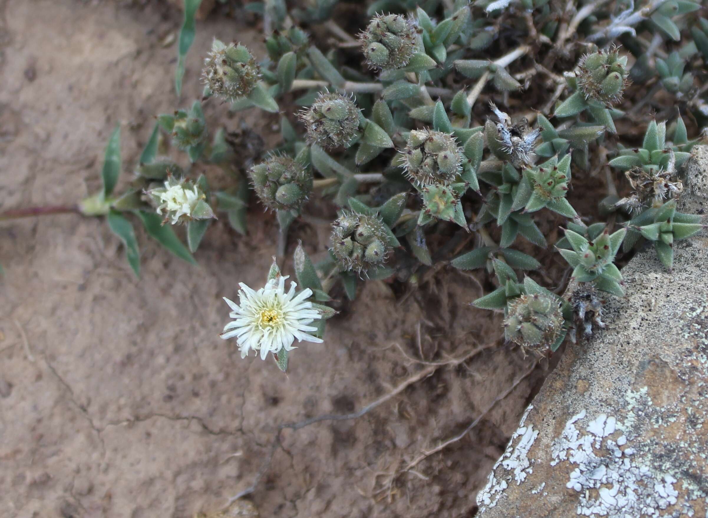 Imagem de Trichodiadema orientale L. Bol.