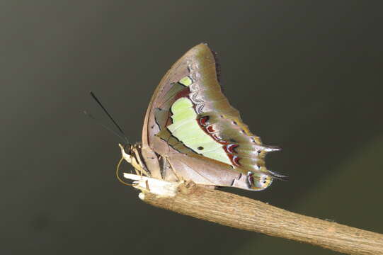 Image of Polyura athamas Drury 1773