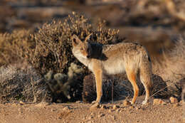 Image of American jackal