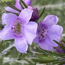 صورة Eremophila microtheca F. Muell. ex Benth.