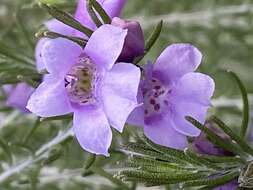 صورة Eremophila microtheca F. Muell. ex Benth.