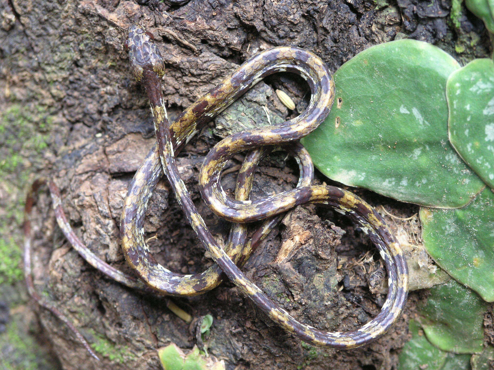 Image of Ringed Snail Sucker