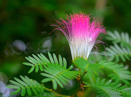 Image of Calliandra riparia Pittier