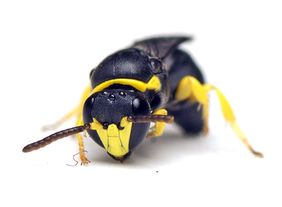 Image of Hylaeus euxanthus (Cockerell 1910)