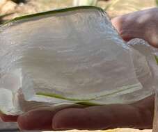 Image of Aloe vera