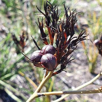 Image of Haemodorum corymbosum Vahl