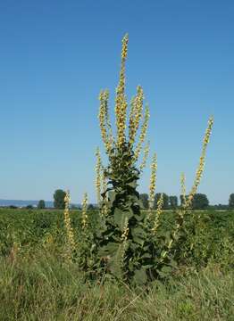 Image of Great Mullein