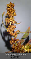 Rumex palustris Sm. resmi