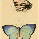 Image of Arhopala axiothea (Hewitson (1863))