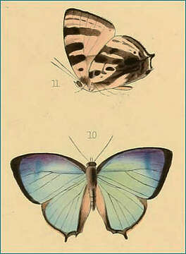 Plancia ëd Arhopala axiothea (Hewitson (1863))