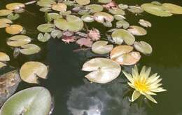 Image of waterlilies