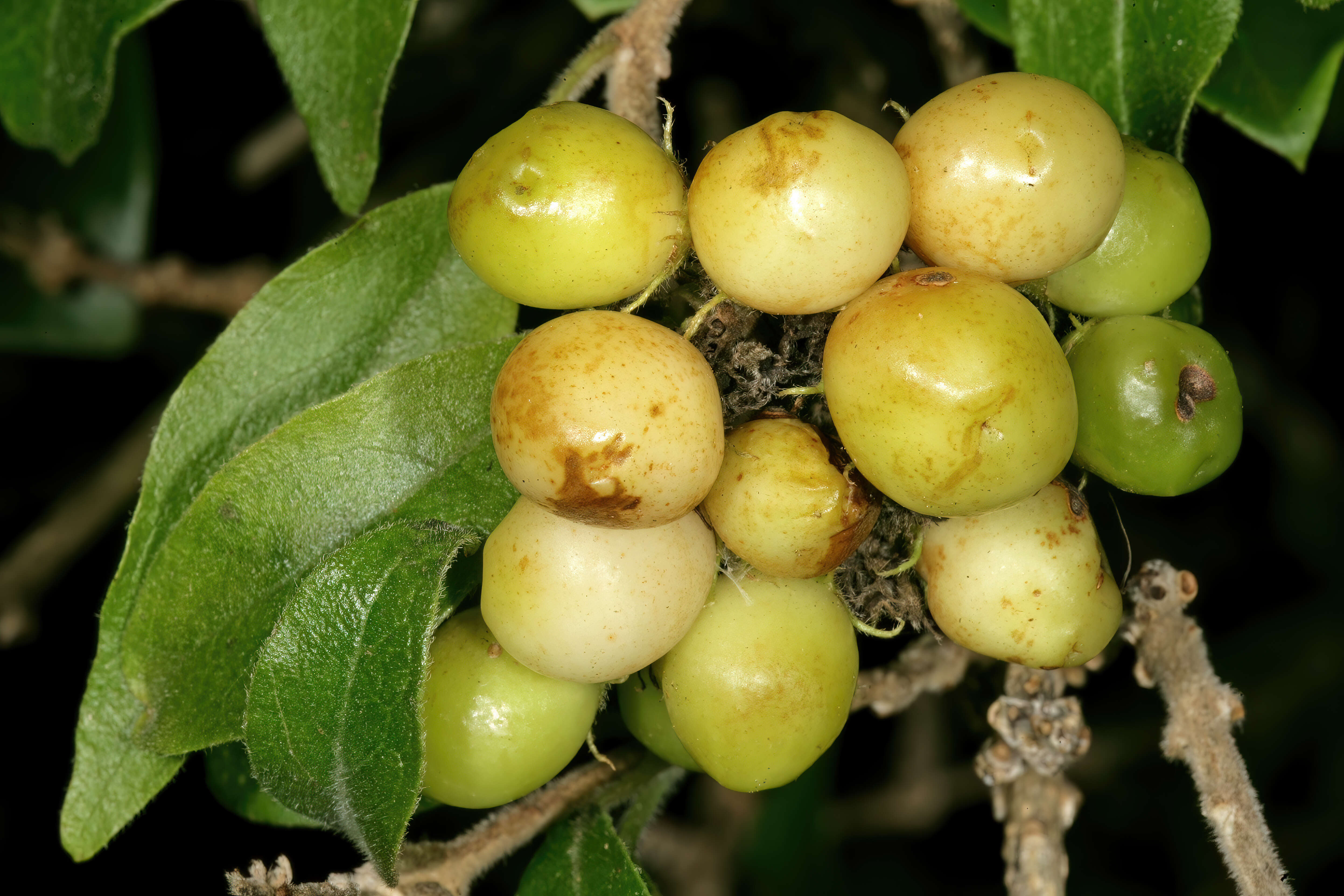 Imagem de Volkameria glabra (E. Mey.) Mabb. & Y. W. Yuan