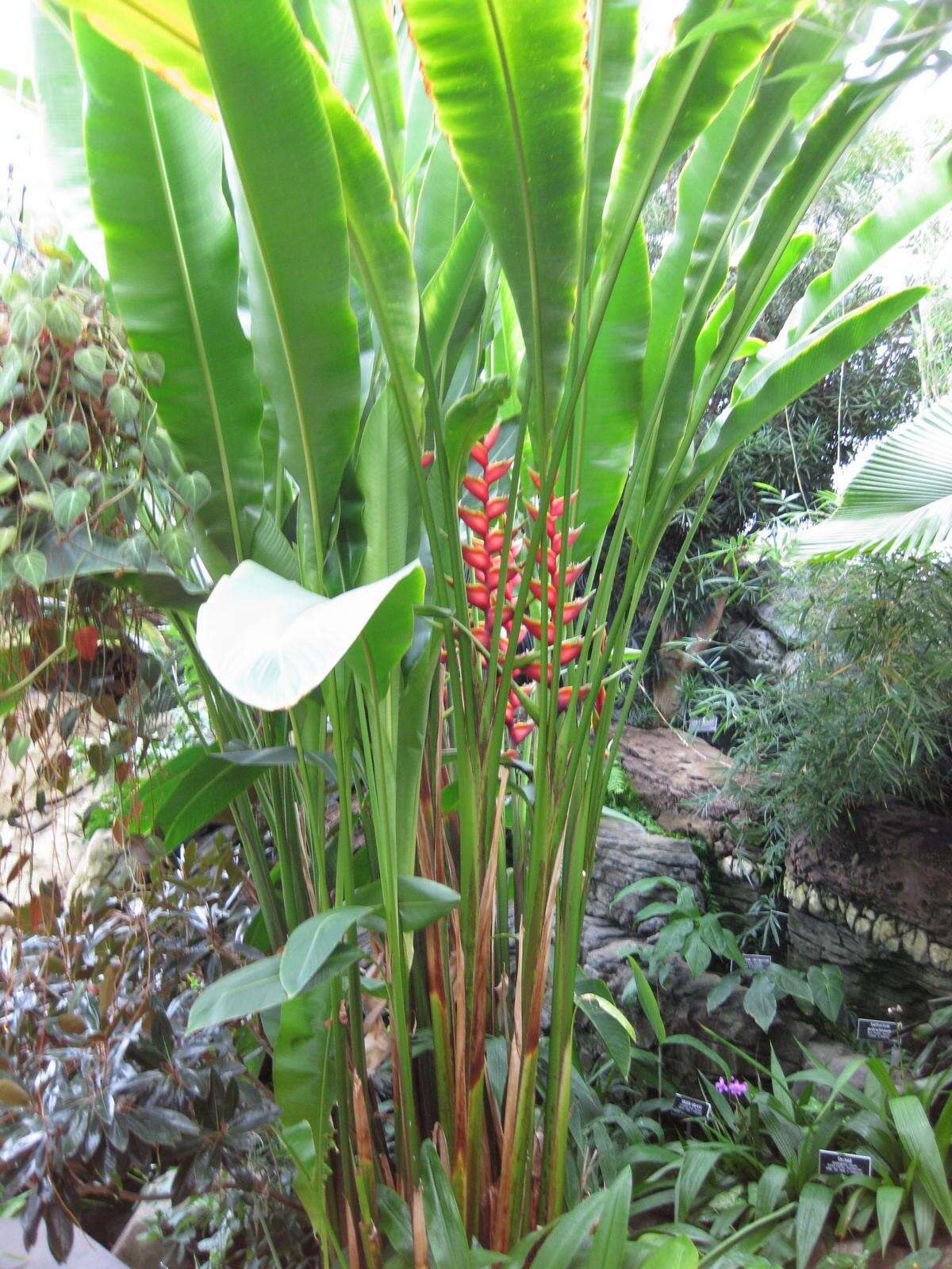 Plancia ëd Heliconia latispatha Benth.