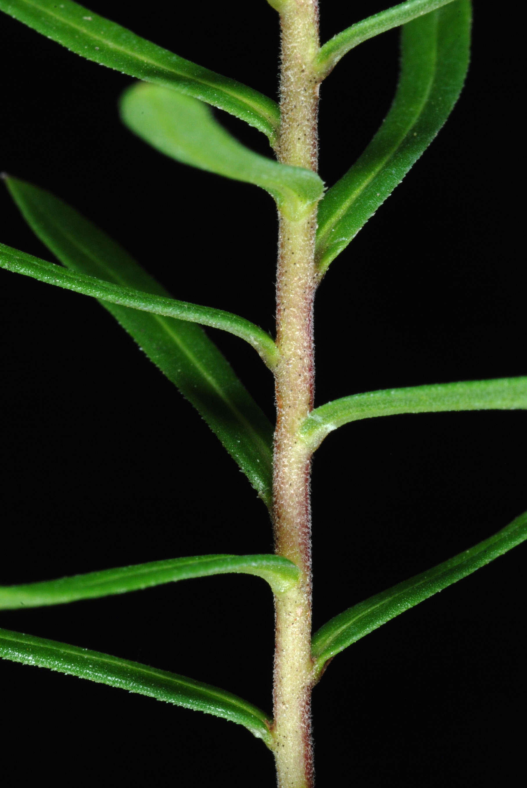 Image of Ionactis linariifolia (L.) Greene