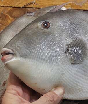 Image of Filefish