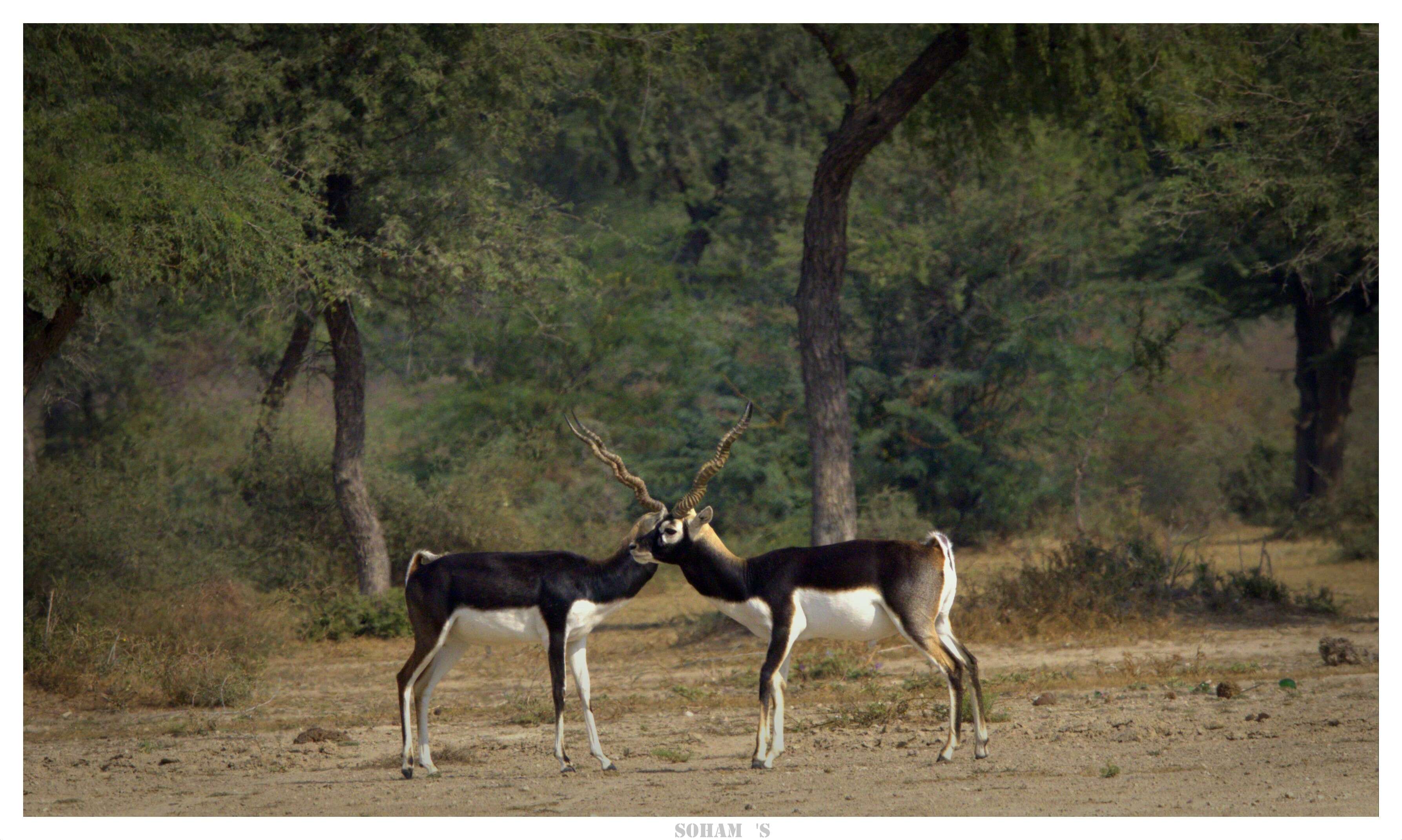 Image de Antilope Pallas 1766