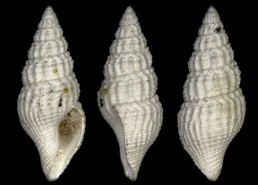 Image of Crassispira oxyacrum