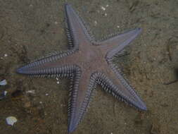 Image of Astropectinidae Gray 1840