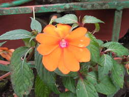 Image of Broad-petaled Balsam