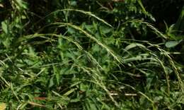 Image of bearded couch-grass