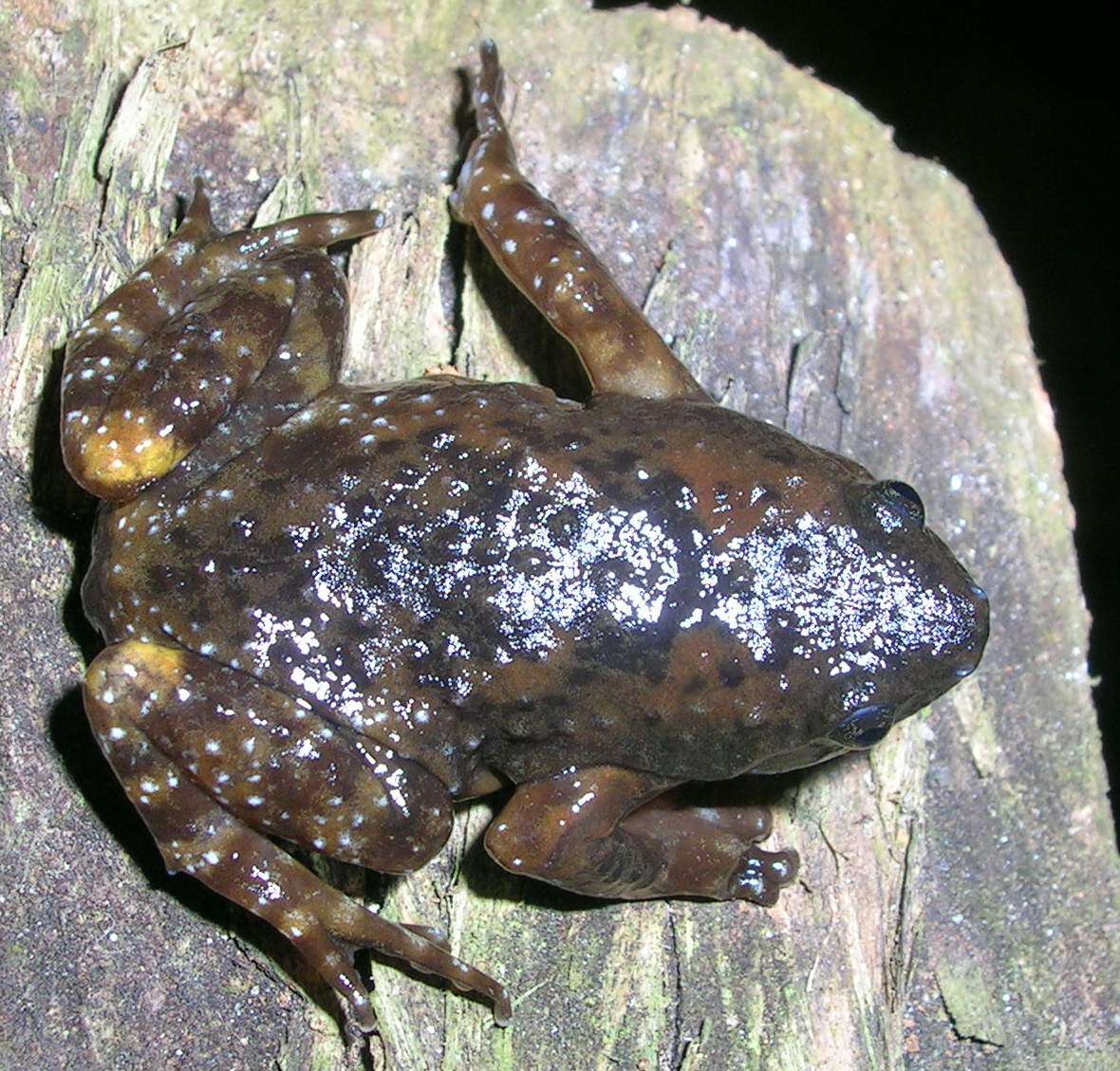 Uperodon montanus (Jerdon 1853)的图像