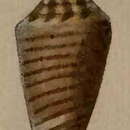 Image of Conus largilliertii Kiener 1847