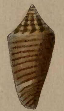 Image of Conus largilliertii Kiener 1847