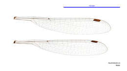 Image of Austrolestes io (Selys 1862)