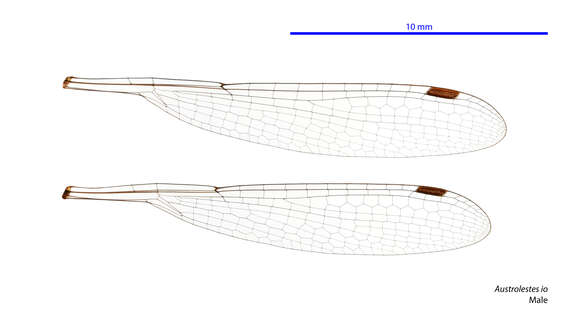 Image of Austrolestes io (Selys 1862)