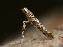 Image of Caloptilia cuculipennella (Hübner 1796)