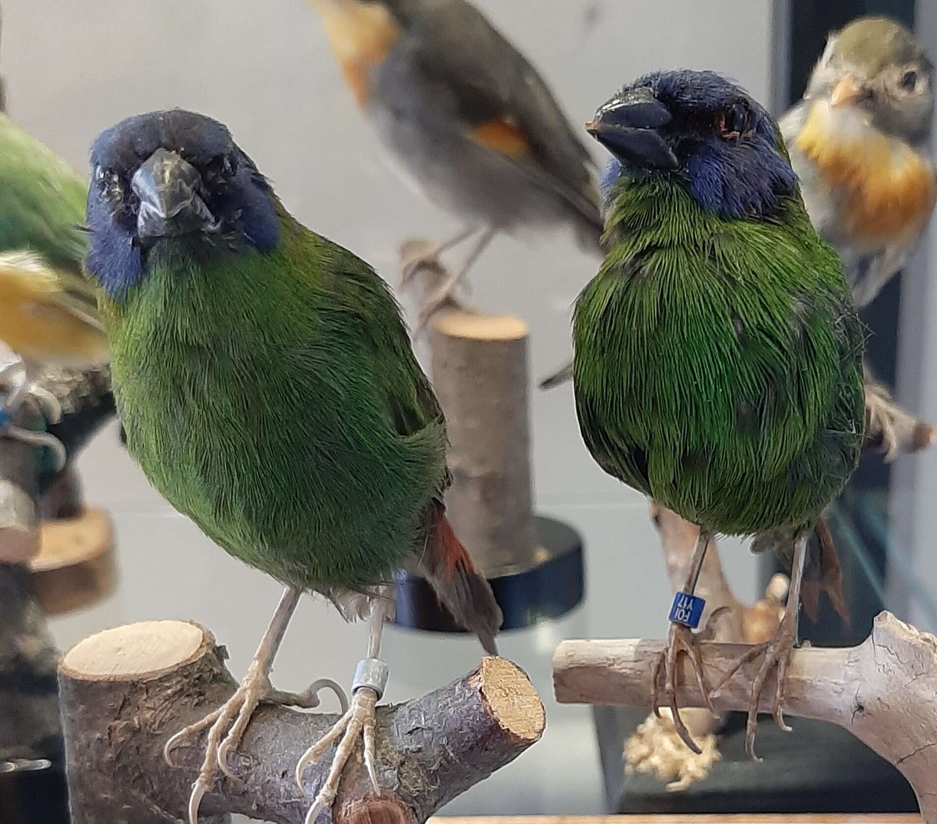 Image of Blue-faced Parrot-Finch