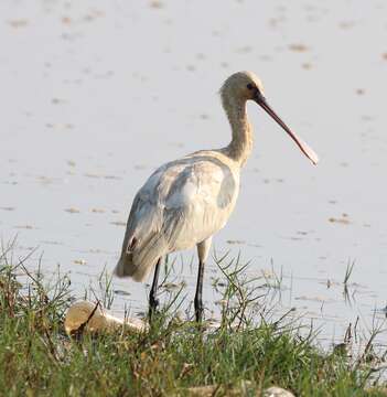 Plancia ëd Platalea leucorodia Linnaeus 1758