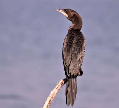 Image of Pygmy Cormorant