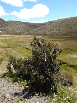 Image of flower of the Andes