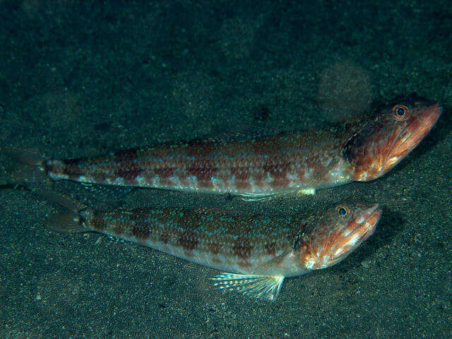 Image of Blackear lizardfish