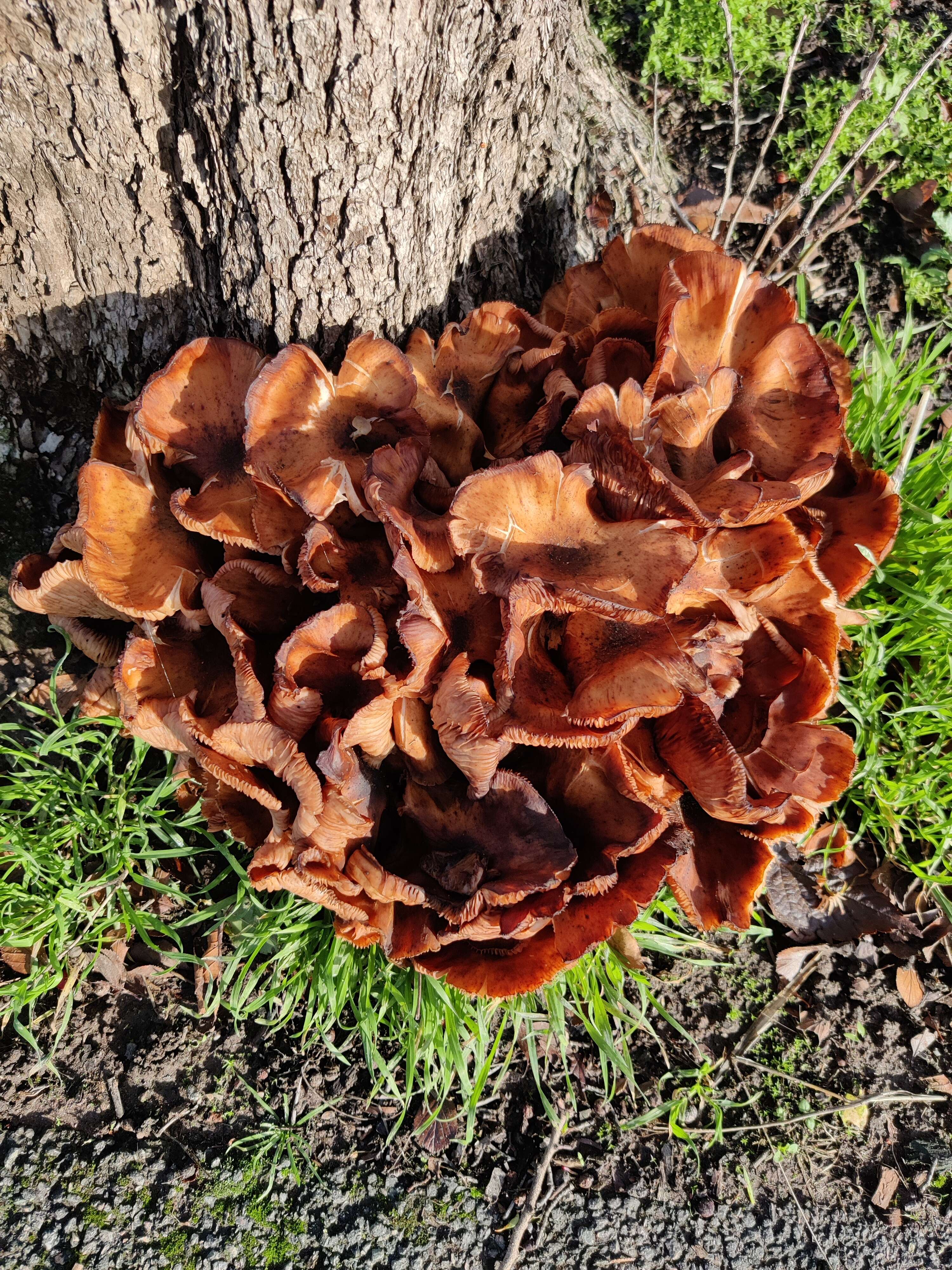 Image of Cockspur Hawthorn