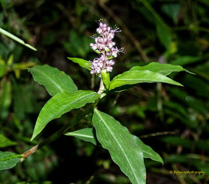 Image of Climbing Flower Cup