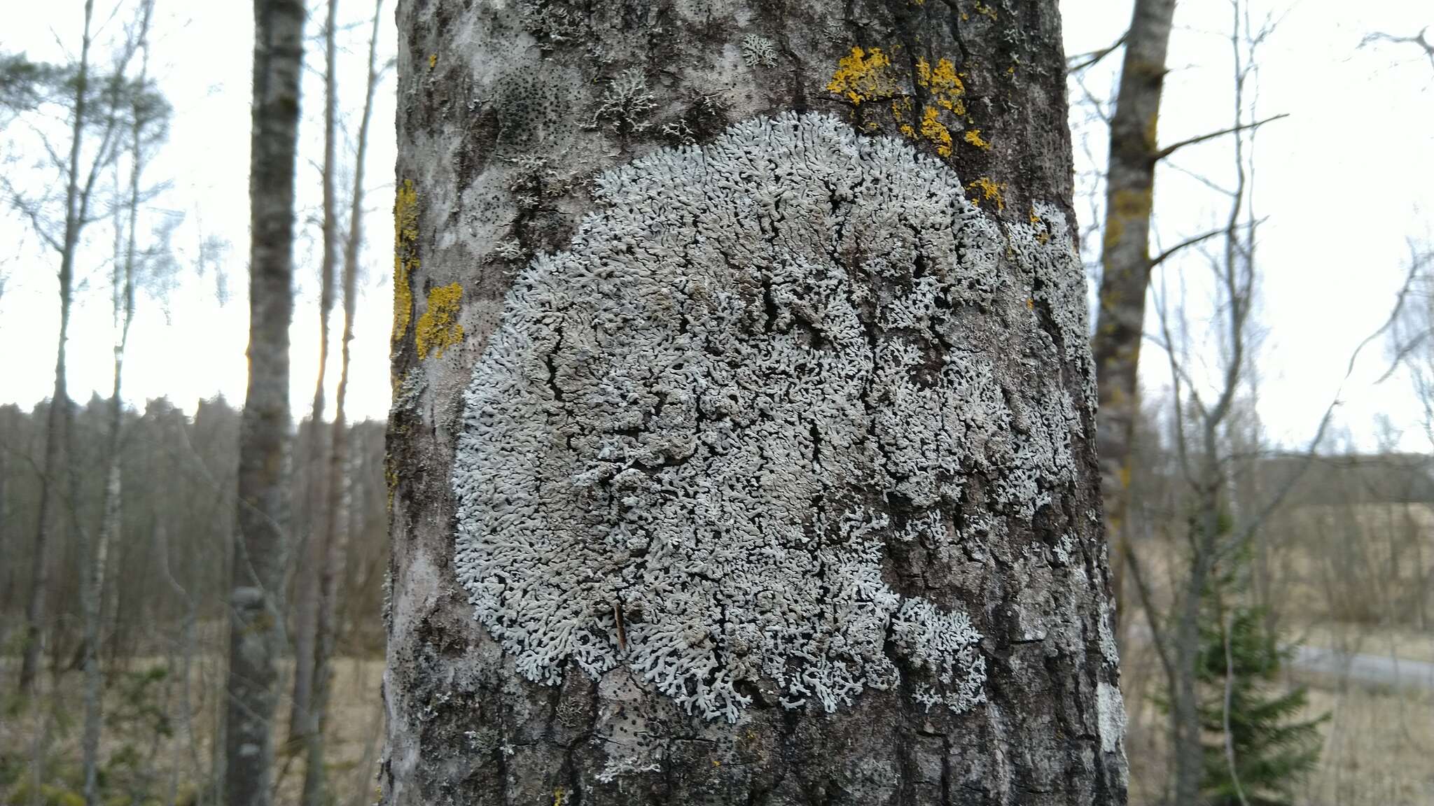 Image of rosette lichen